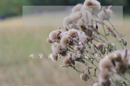 网贷逾期不归还怎么办