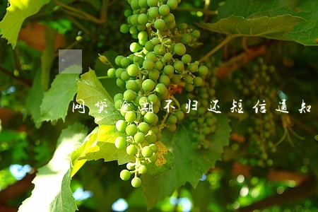 网贷逾期不归还短信通知 网贷逾期不归还短信通知