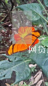 网贷逾期不打电话 网贷逾期不打电话