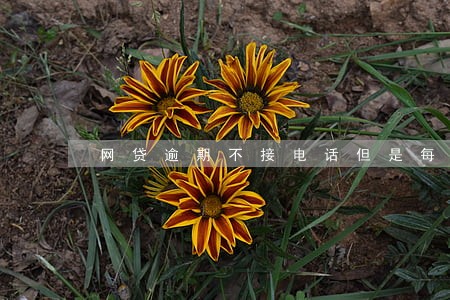 网贷逾期不接电话但是每月会还款 网贷逾期不接电话但是每月会还款