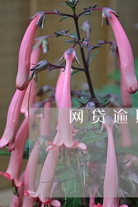 网贷逾期不接电话怎么处理 网贷逾期不接电话怎么处理