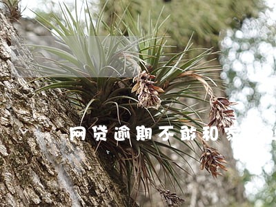 网贷逾期不敢和家人说 网贷逾期不敢和家人说