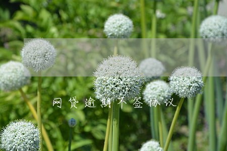 网贷逾期不签协议 网贷逾期不签协议