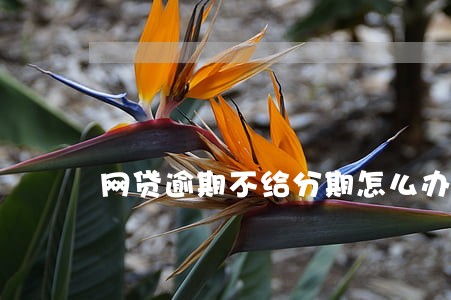 网贷逾期不给分期怎么办 网贷逾期不给分期怎么办