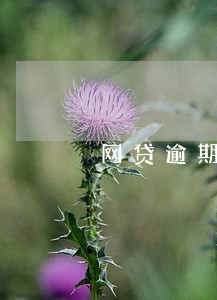 网贷逾期不给协商处理怎么办 网贷逾期不给协商处理怎么办