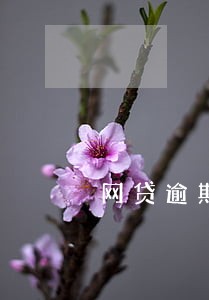 网贷逾期不能买房怎么办 网贷逾期不能买房怎么办