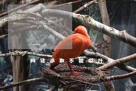 网贷逾期不能做什么 网贷逾期不能做什么