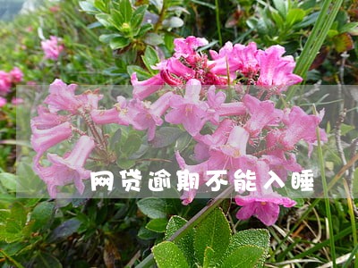 网贷逾期不能入睡 网贷逾期不能入睡