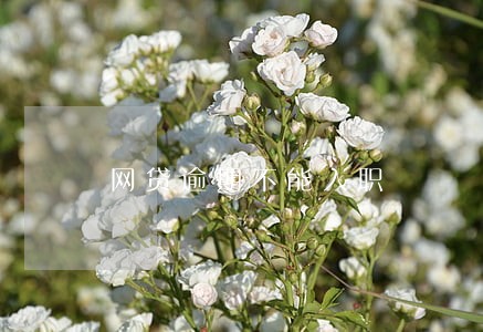网贷逾期不能入职 网贷逾期不能入职
