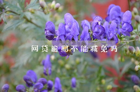 网贷逾期不能减免吗 网贷逾期不能减免吗