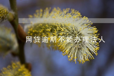 网贷逾期不能办理法人 网贷逾期不能办理法人