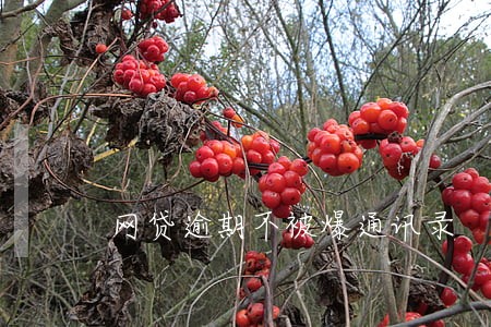 网贷逾期不被爆通讯录