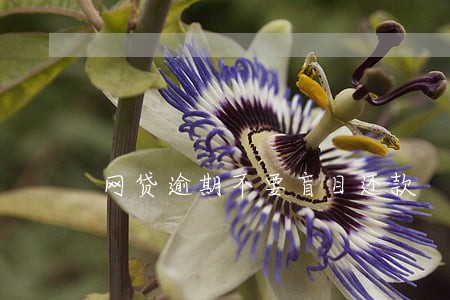 网贷逾期不要盲目还款 网贷逾期不要盲目还款