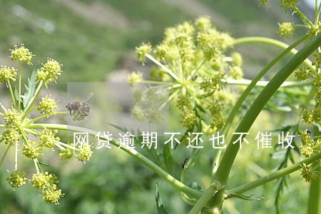 网贷逾期不还也不催收 网贷逾期不还也不催收