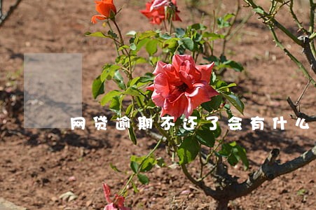 网贷逾期不还了会有什么后果