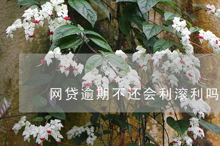 网贷逾期不还会利滚利吗 网贷逾期不还会利滚利吗