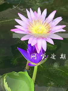 网贷逾期不还会影响买房 网贷逾期不还会影响买房