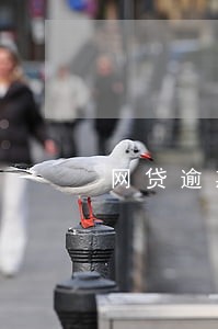 网贷逾期不还会找我家人吗 网贷逾期不还会找我家人吗
