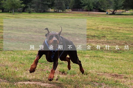 网贷逾期不还会有什么结果 网贷逾期不还会有什么结果