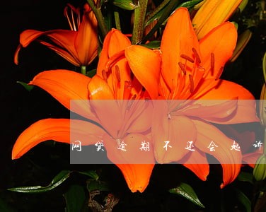 网贷逾期不还会起诉吗