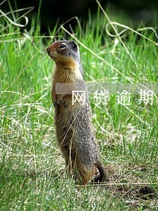 网贷逾期不还会通知吗 网贷逾期不还会通知吗