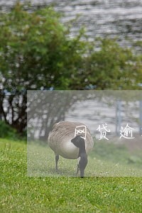 网贷逾期不还会闹到学校去吗 网贷逾期不还会闹到学校去吗