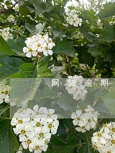 网贷逾期不还催收案例 网贷逾期不还催收案例