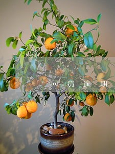 网贷逾期不还可以坐高铁吗 网贷逾期不还可以坐高铁吗