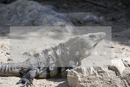 网贷逾期不还快递律师函