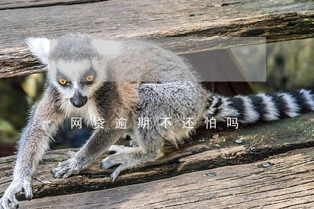 网贷逾期不还怕吗 网贷逾期不还怕吗