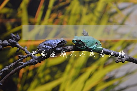 网贷逾期不还成为老赖