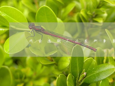 网贷逾期不还是刑事案件吗