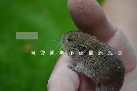 网贷逾期不还最新规定 网贷逾期不还最新规定