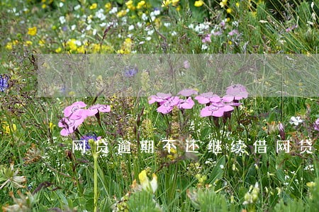 网贷逾期不还继续借网贷 网贷逾期不还继续借网贷