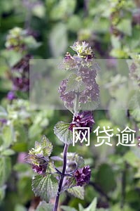 网贷逾期不还能办理银行卡吗 网贷逾期不还能办理银行卡吗