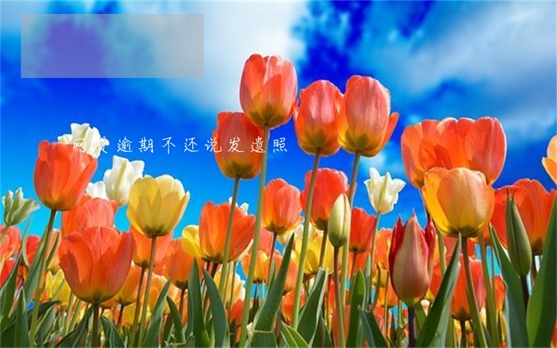 网贷逾期不还说发遗照