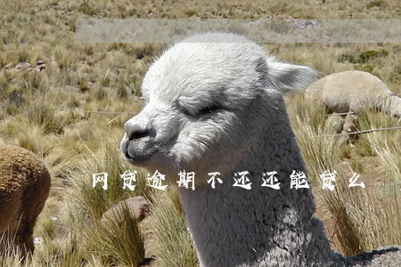 网贷逾期不还还能贷么 网贷逾期不还还能贷么
