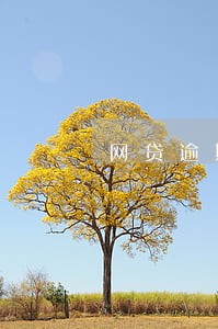 网贷逾期专业协商公司