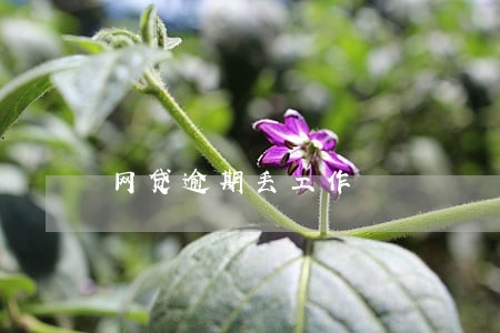 网贷逾期丢工作 网贷逾期丢工作