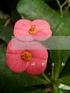 网贷逾期两三天会不会上征信