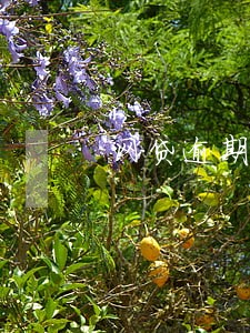 网贷逾期两个星期一直被骚扰 网贷逾期两个星期一直被骚扰