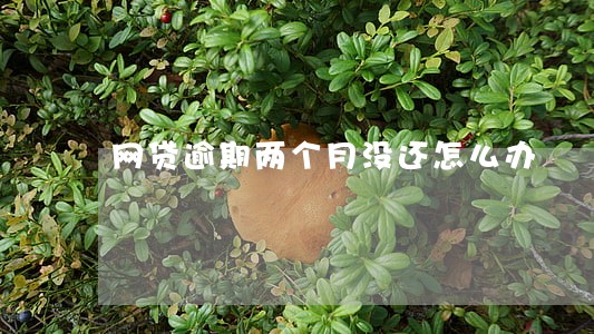 网贷逾期两个月没还怎么办 网贷逾期两个月没还怎么办