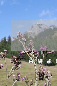 网贷逾期两个月算逾期几次 网贷逾期两个月算逾期几次