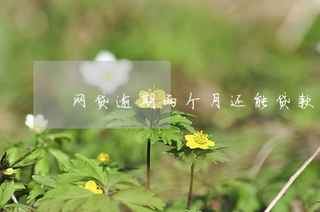 网贷逾期两个月还能贷款吗