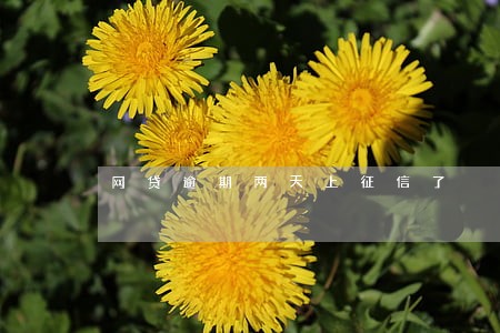 网贷逾期两天上征信了