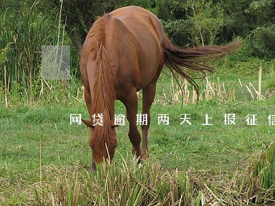 网贷逾期两天上报征信 网贷逾期两天上报征信