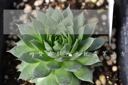 网贷逾期两天就有第三方电话 网贷逾期两天就有第三方电话