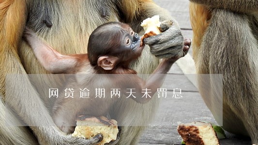 网贷逾期两天未罚息 网贷逾期两天未罚息