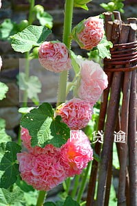 网贷逾期两天未还