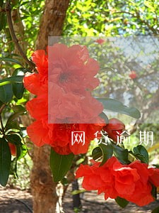 网贷逾期两年了怎么办呢 网贷逾期两年了怎么办呢
